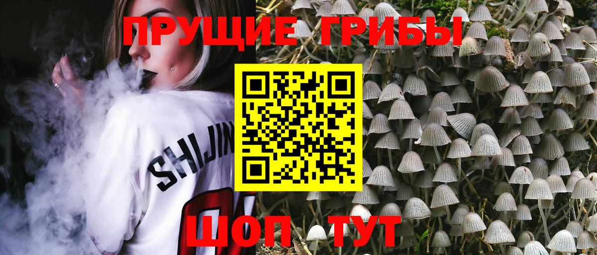 Галлюциногенные грибы прущие грибы  Ивантеевка  Галлюциногенные грибы Psilocybe 